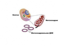 Характерна, роль та структура мітохондрій Характерна, роль та структура мітохондрій